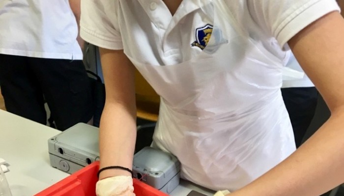 Year 5 -  heart dissections 